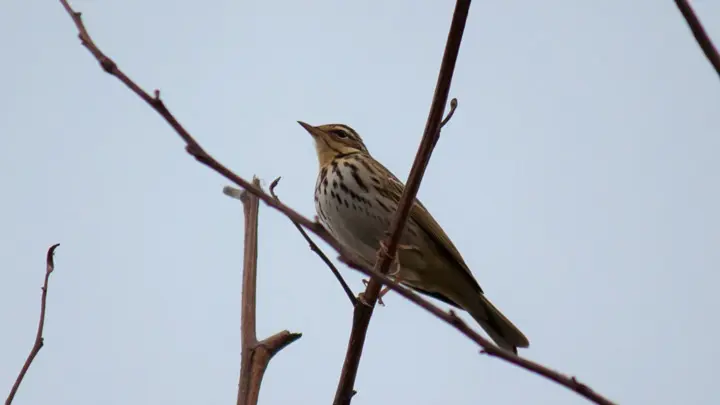 Olive Backed Pipit