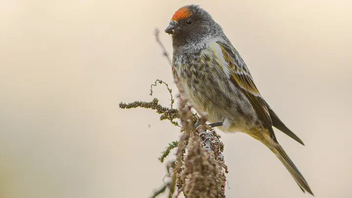 Fire Fronted Serin