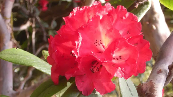 Barbed Stalk Rhododendron