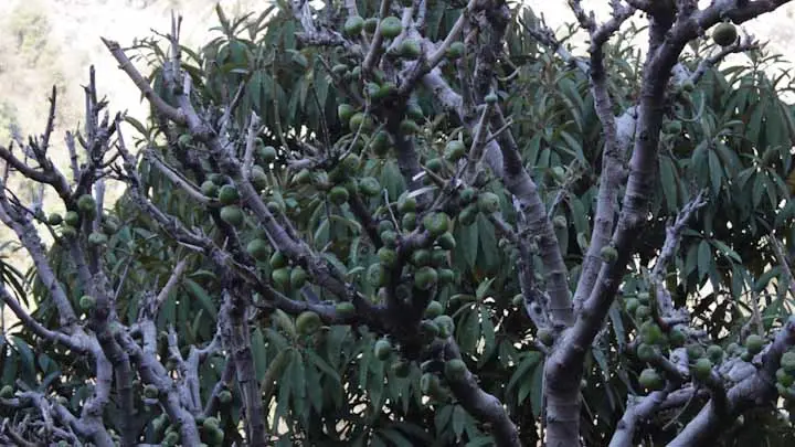 Fig
