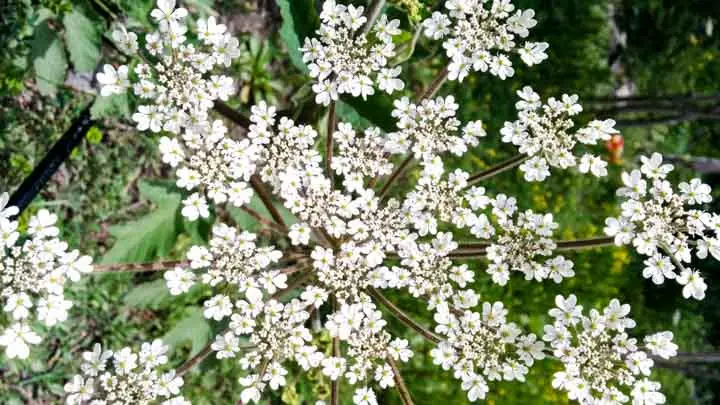 Caraway