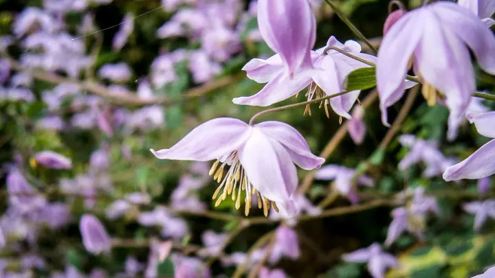 Meadow Rue