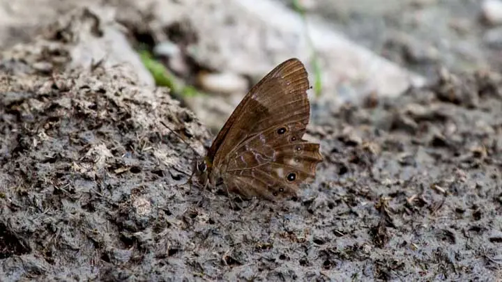 Common Bushbrown