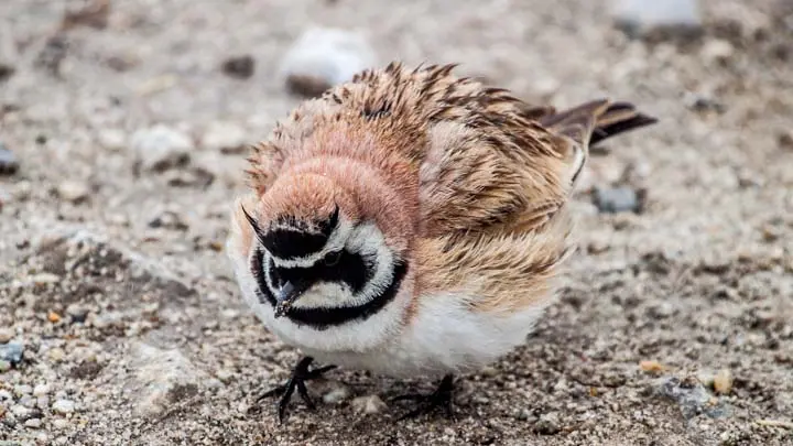 Horned Lark