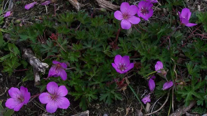 Don’S Geranium