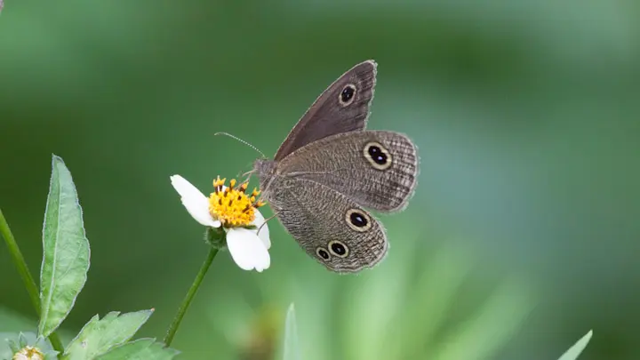 Himalayan Five Ring