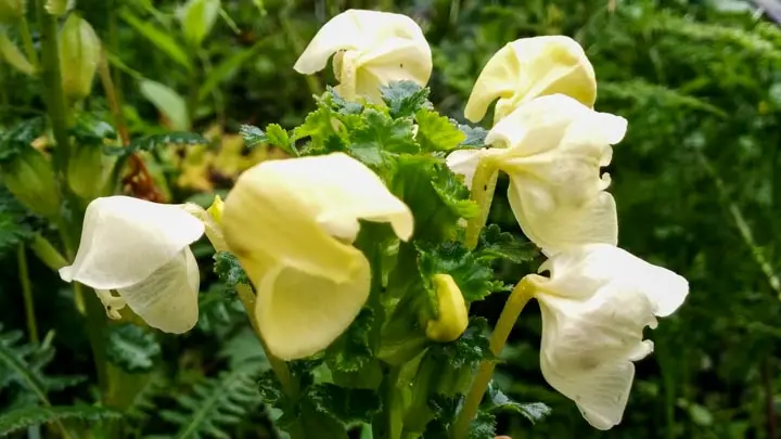 Horned Lousewort