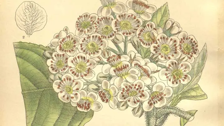 Sorbus Cuspidata