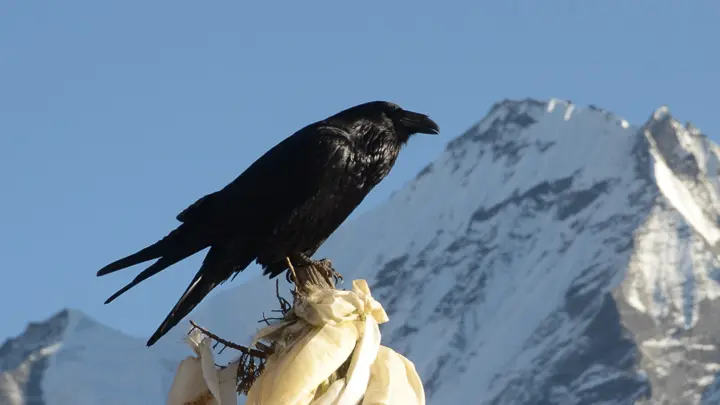Raven