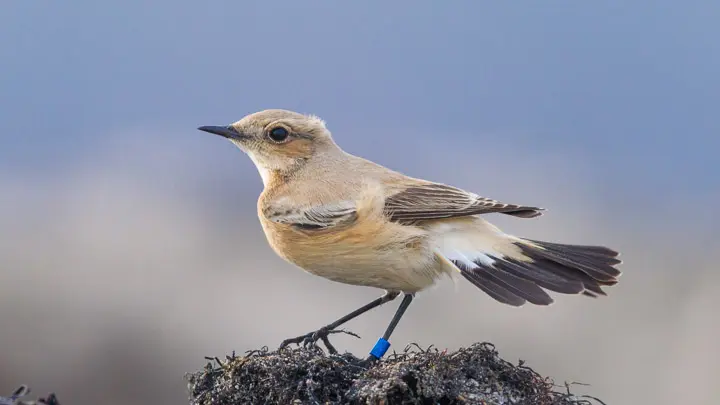Desert Wheatear