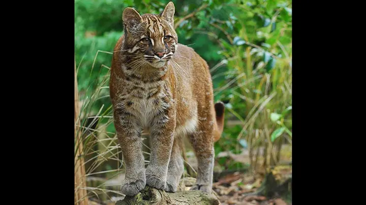 Golden Cat