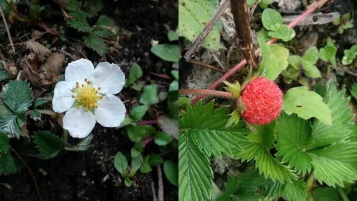 Himalayan Strawberry