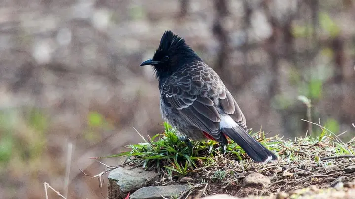 Red Vented Bulbul