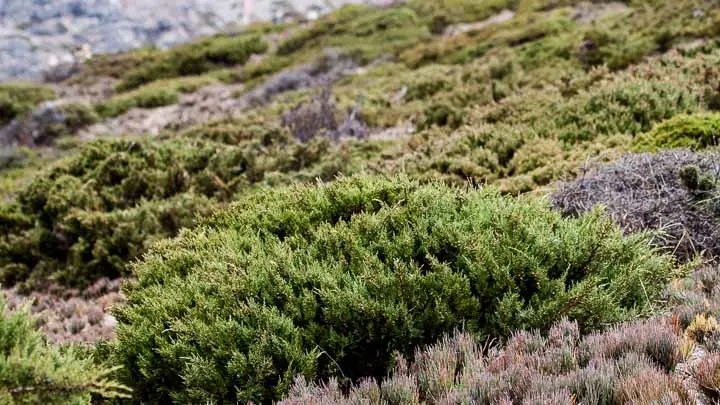 Dwarf Juniper