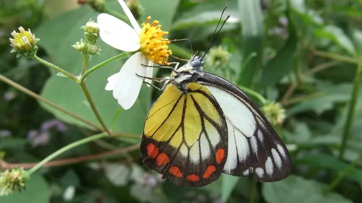 Painted Jezebel
