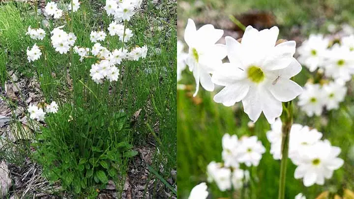 Tall Pale Primrose