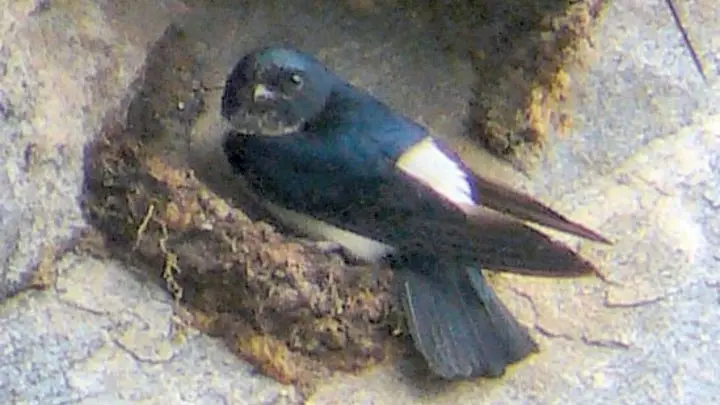 Nepal House Martin