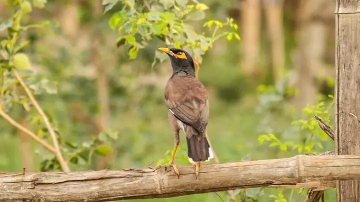 Common Mynah