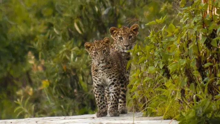 Common Leopard