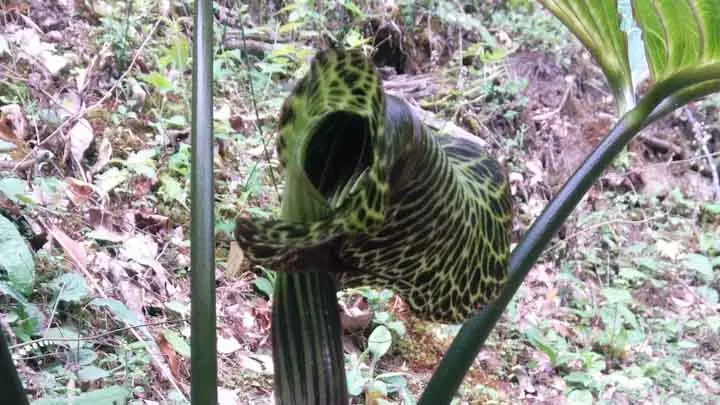 Griffith’S Cobra Lily