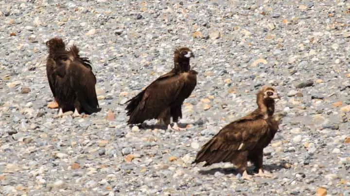 Cinereous Vulture