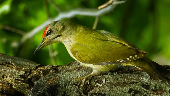 Grey Headed Woodpecker