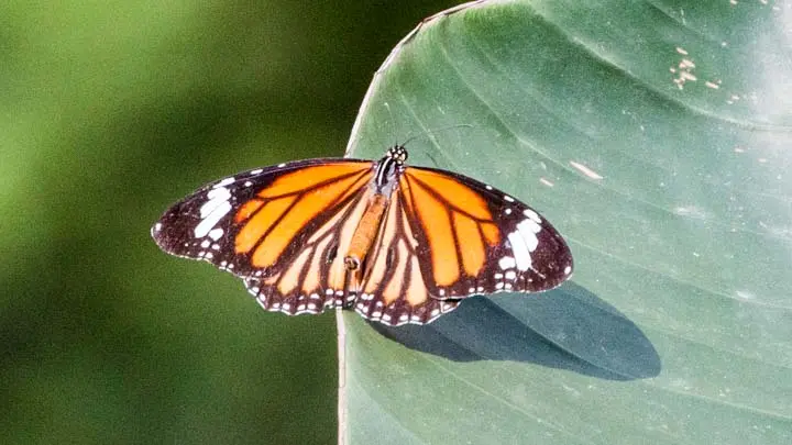 Common Tiger