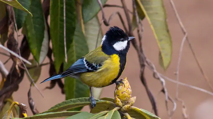 Green Backed Tit