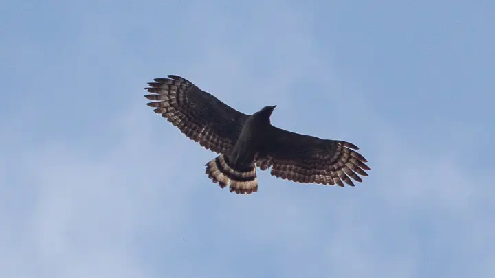 Oriental Honey Buzzard