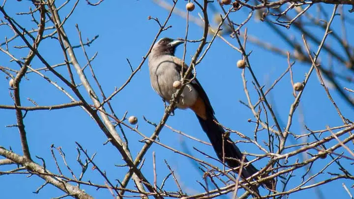 Grey Treepie