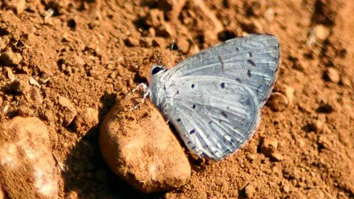 Common Hedge Blue