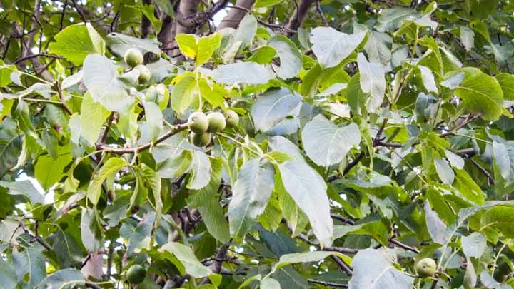 Himalayan Walnut