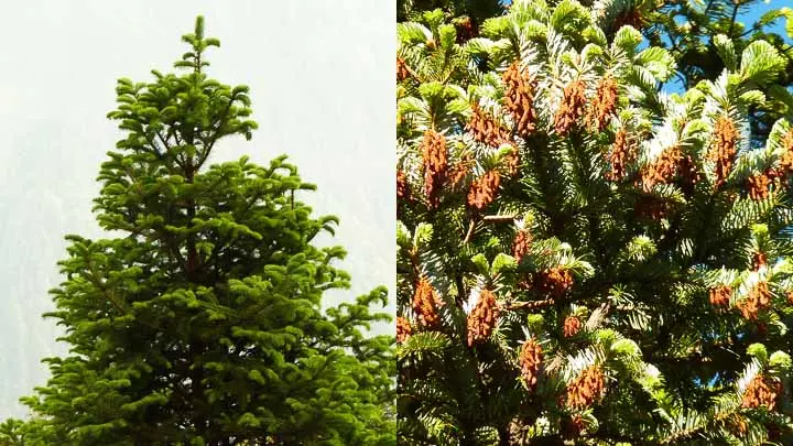 Silver Fir