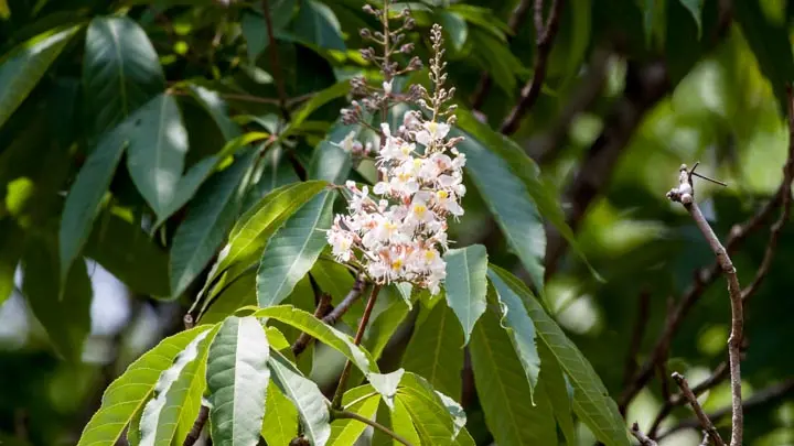 Horse Chestnut