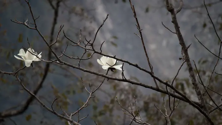 Magnolia