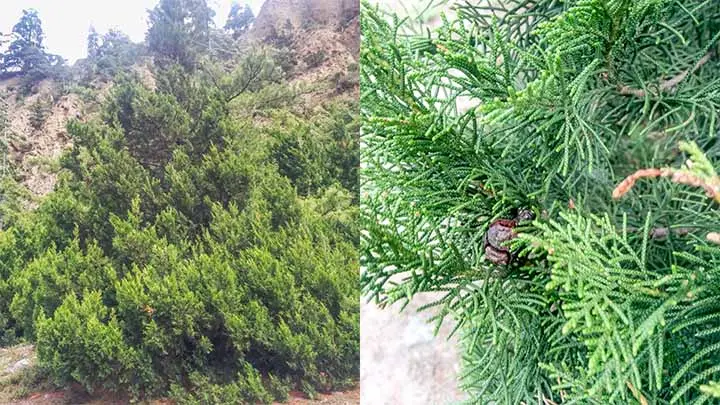 Himalayan Cypress