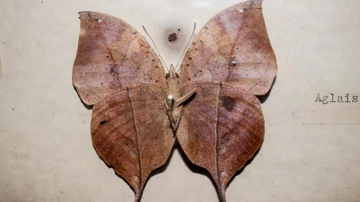 Orange Oakleaf