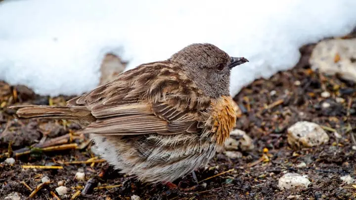 Robin Accentor