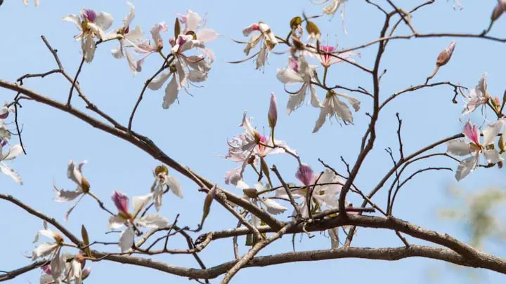 White Orchid Tree