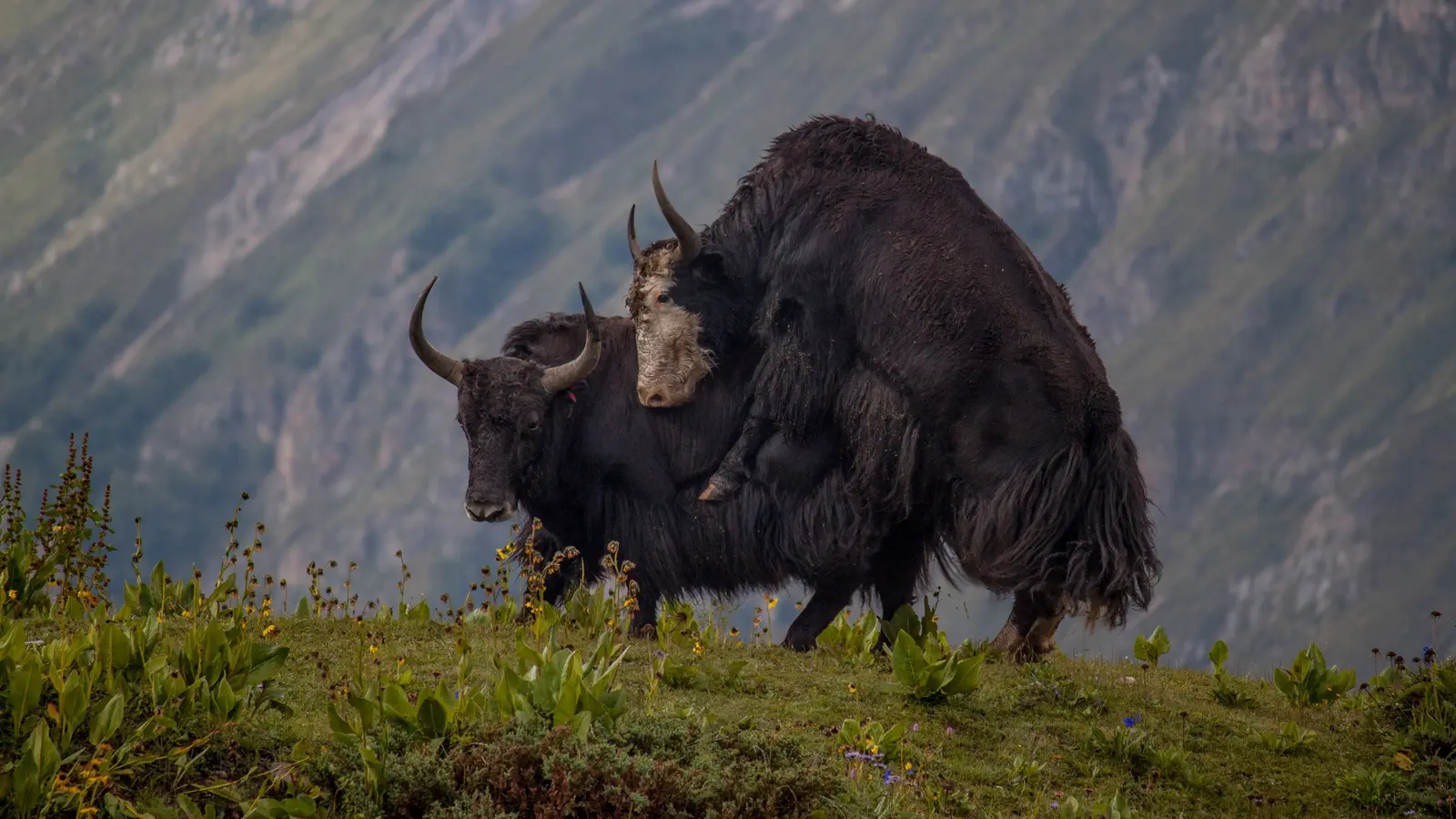 Yak Kharka cover