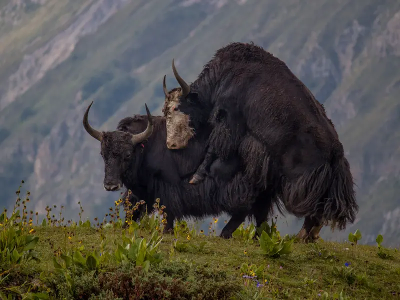 Yak Kharka