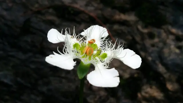 White Parnassia wightiana flower with fringed petals against dark rock