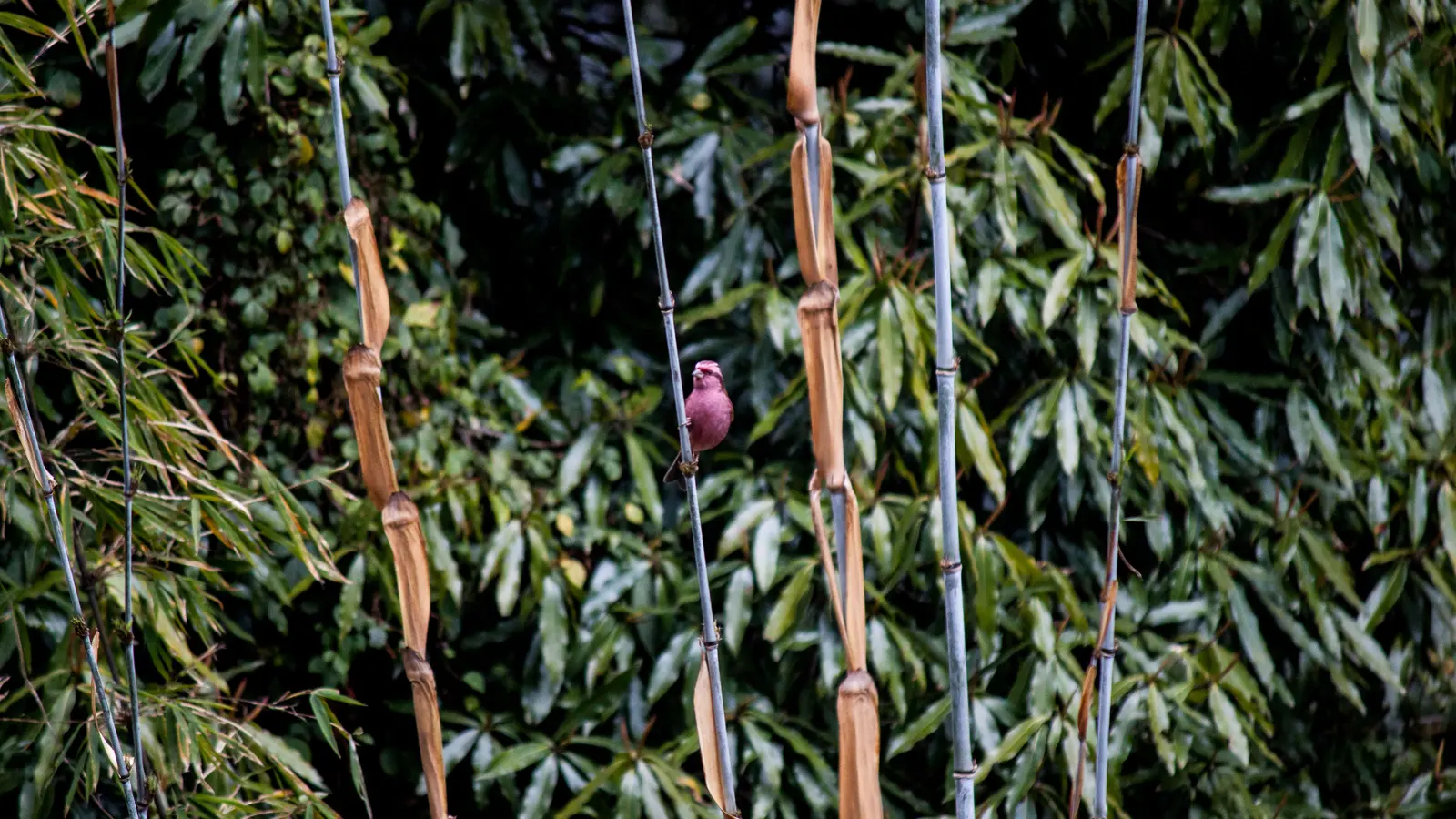 Bamboo cover