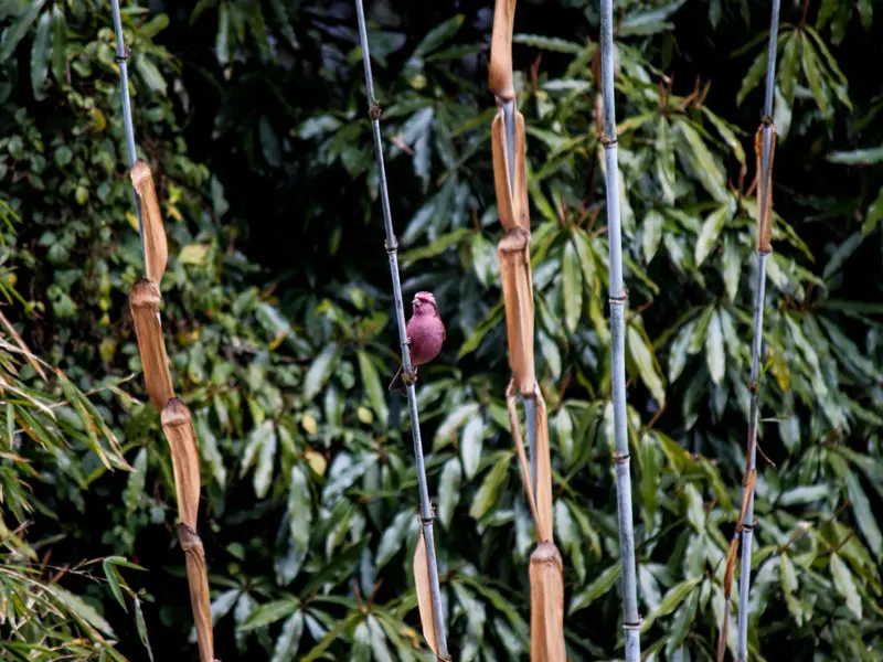 Bamboo