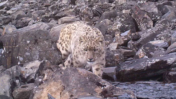 Snow leopard walking over grey rocks