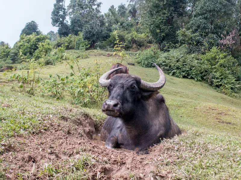 Bhaisikharka