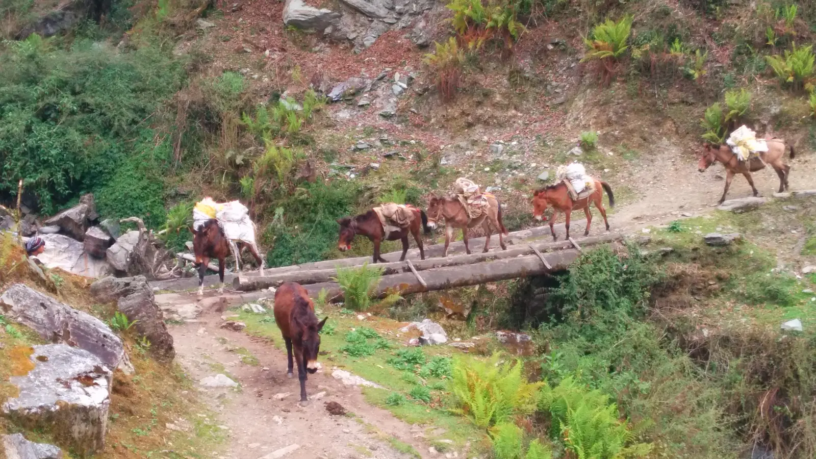 Kimrong Danda cover