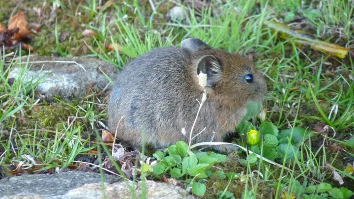 Small round-eared pika in green grass