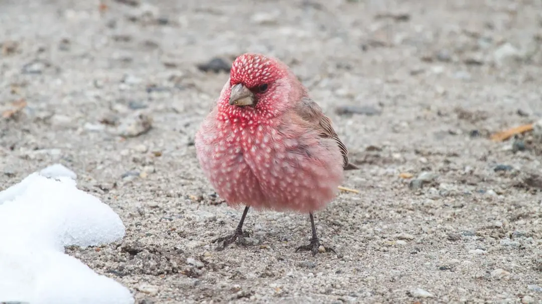 Great Rosefinch