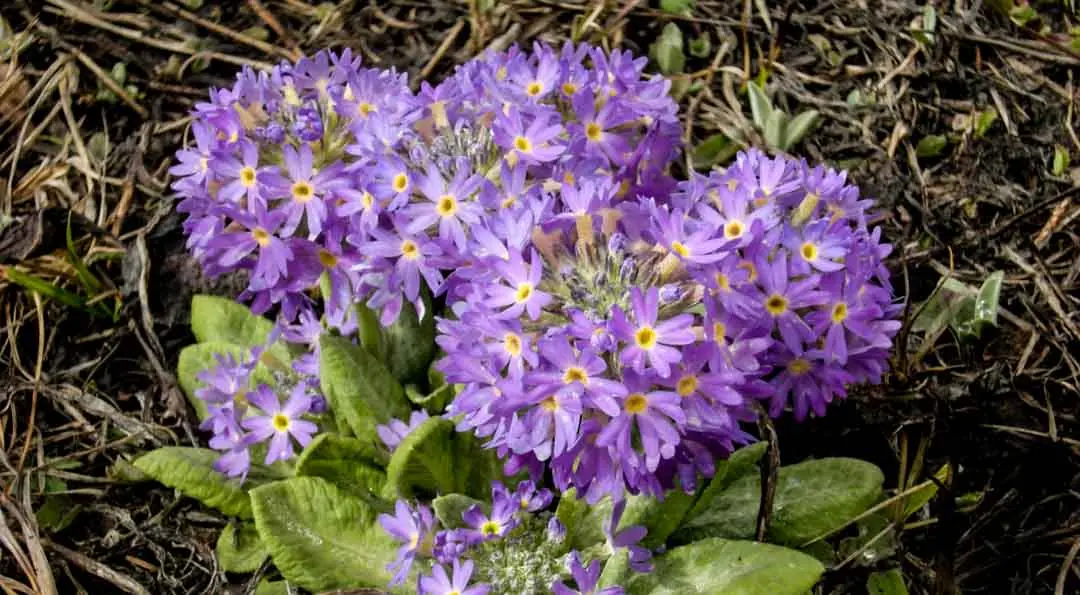 Drumstick Primrose